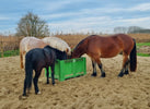 Zandopname bij paarden - Deel 1: Hoe ontstaat zandopname?