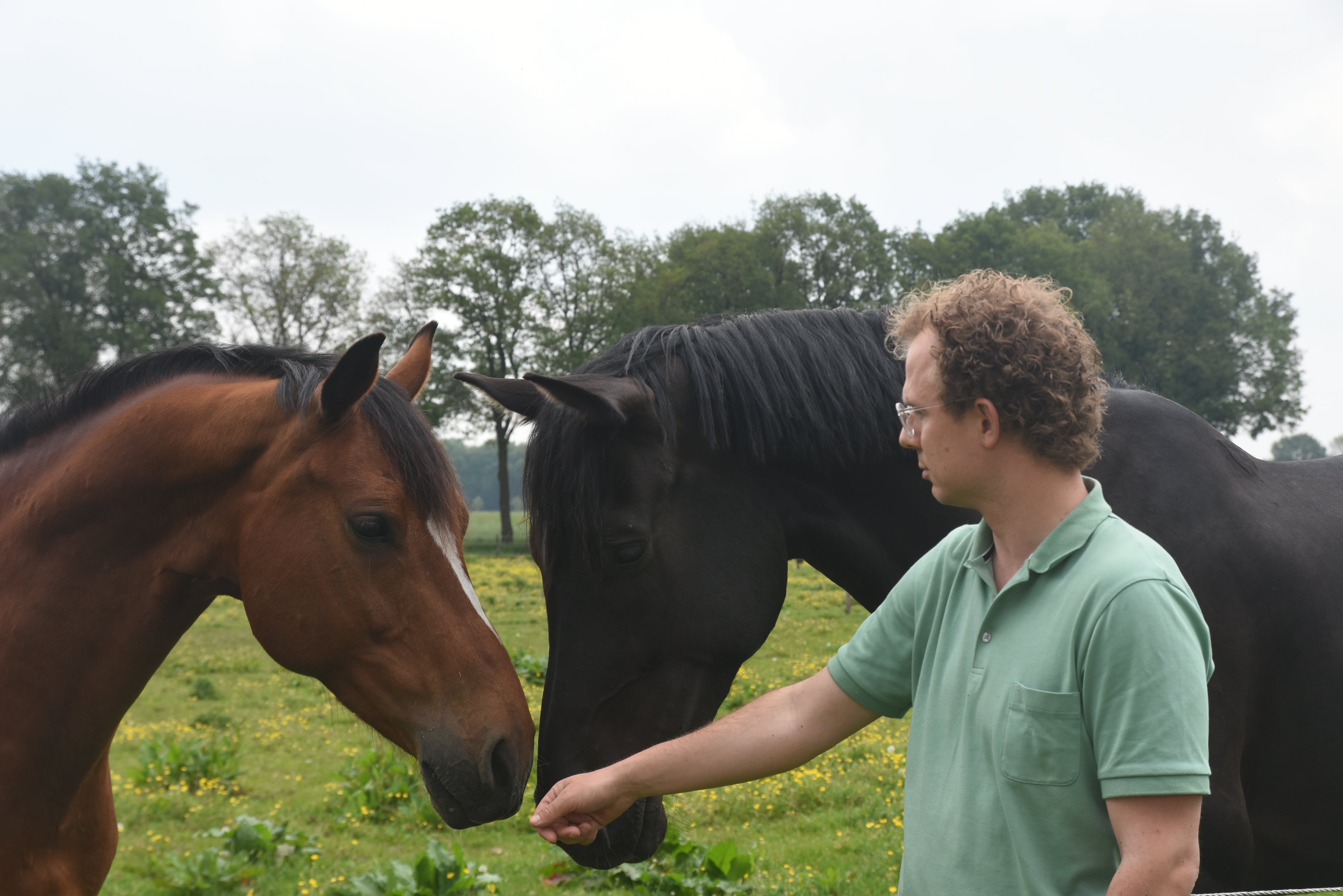 Onze favoriete slowfeeders: voor stal, weide, paddock en pony's