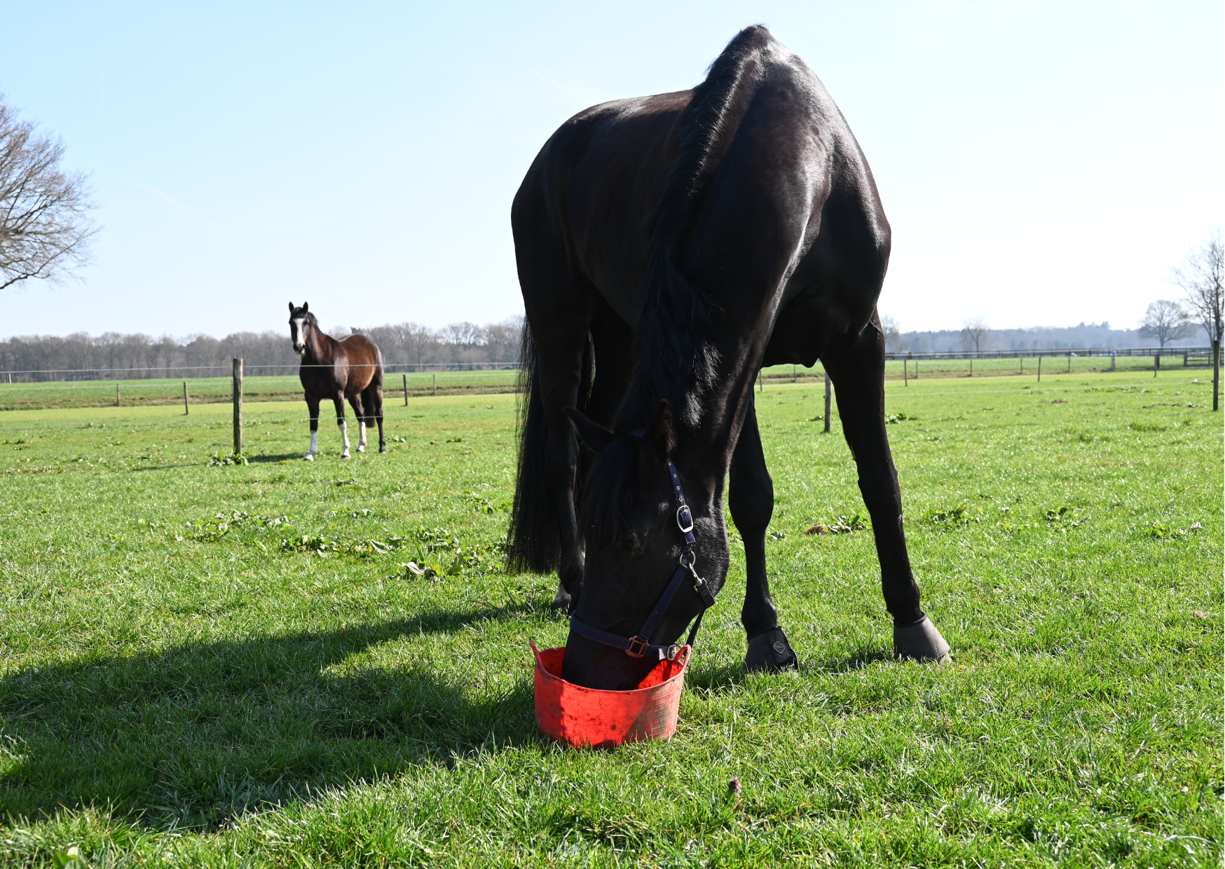Pure Psyllium Vlozaad - onmisbaar voor elk paard
