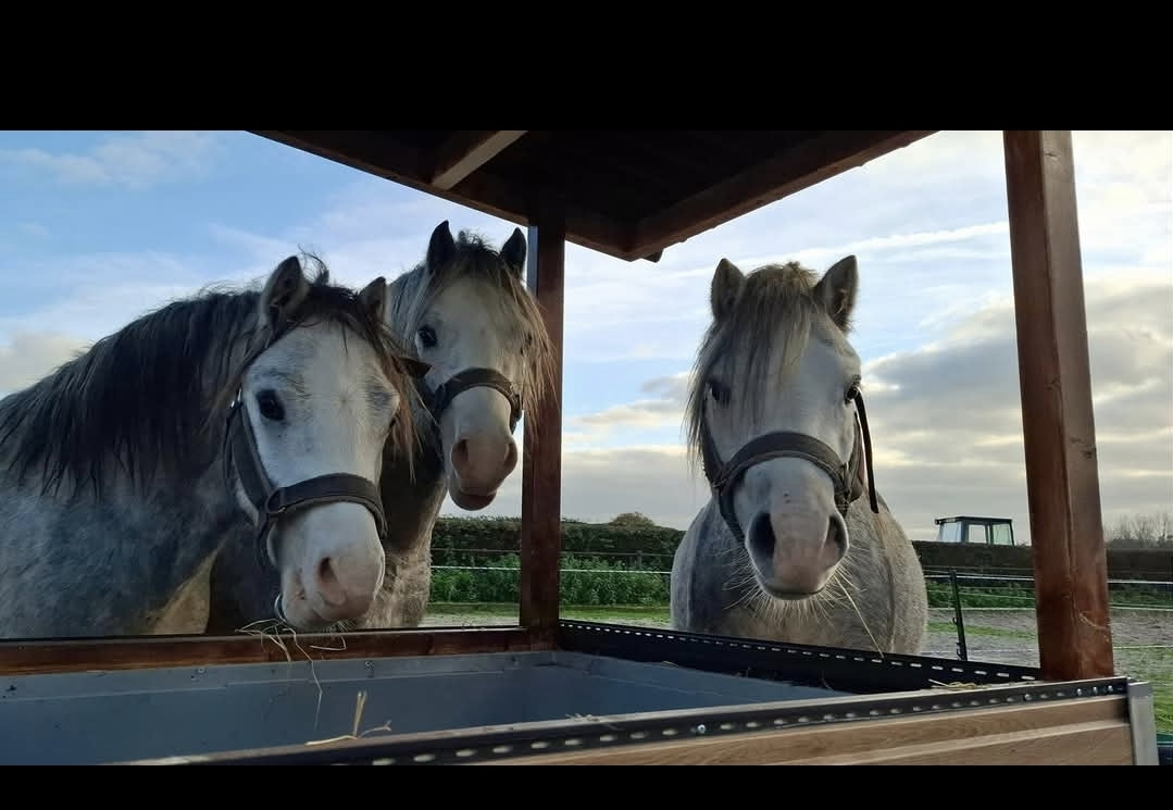 Zelf een slowfeeder maken voor je paard? Zo doe je dat!