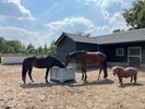 Welke slowfeeder is het beste voor mijn paard?