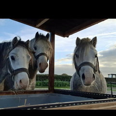 Collection image for: Slowfeeders voor paddock