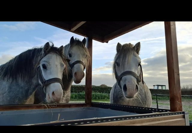 Slowfeeders voor paddock