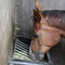 Hooiruiven paard