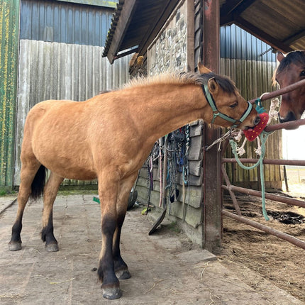 Horse Foodie Friends. Diverse varianten
