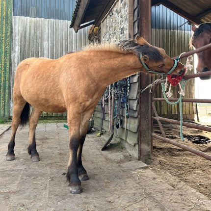 Horse Foodie Friends. Diverse varianten