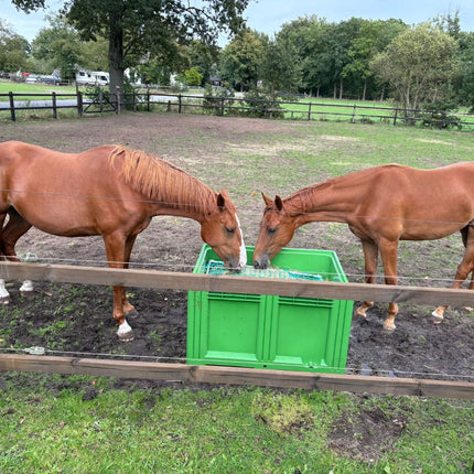 Paarden in weide die eten uit groene slowfeeder XXL met knooploos net