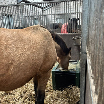 paard eet op stal uit slowfeeder hooibak