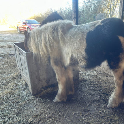 Paard eet uit slowfeeder XXL bak