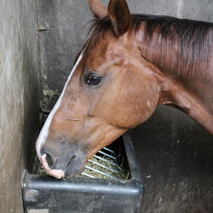 paard verveelt zich niet door slowfeeder hooiruif