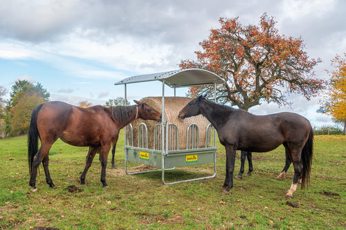Vierkante slowfeeder ruif met veiligheidspalissade voerhekken, 8 voerplaatsen in de praktijk