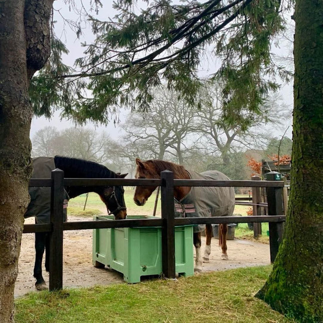 Paarden eten uit groene XXL slowfeeder en nemen minder snel ruwvoer op