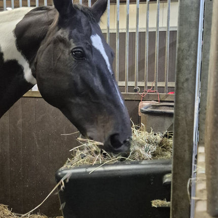 paard eet uit slowfeeder hooiruif